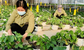 Thanh Trì: Cần tháo gỡ vướng mắc, khó khăn trong quá trình phát triển mô hình sản xuất nông nghiệp công nghệ cao