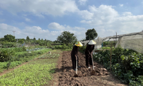Trải nghiệm độc đáo với du lịch nông nghiệp ven đô