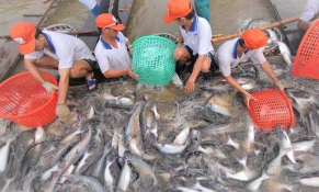Năm 2024 Việt Nam đặt mục tiêu xuất khẩu 2 tỷ USD cá tra