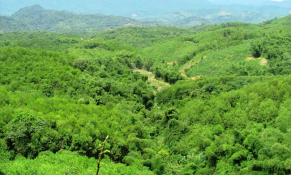  Việt Nam thu 1.250 tỷ đồng từ bán tín chỉ các-bon rừng