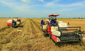 Một thành viên Công ty Nông nghiệp công nghệ cao Trung An bị phạt 431 triệu đồng 