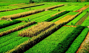 Các giải pháp hỗ trợ nông dân, phát triển nông nghiệp, kinh tế nông thôn bền vững 