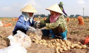 Nức tiếng thương hiệu khoai tây Quế Võ, Bắc Ninh