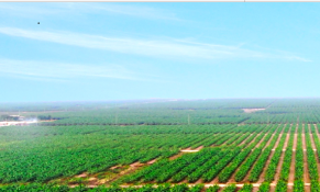 Huỷ niêm yết bắt buộc với cổ phiếu HAGL Agrico