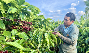 Mạch sống từ những vùng nguyên liệu nông, lâm sản chủ lực