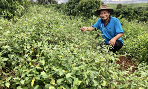 Gia Lai: 10 dự án phát triển cây dược liệu cần kêu gọi đầu tư với tổng vốn dự kiến trên 7.200 tỷ đồng