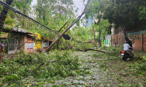 Cây xanh gục ngã