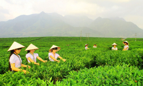 Ngày hội sản phẩm vùng đồng bào dân tộc thiểu số và miền núi phía Bắc: Tôn vinh giá trị nông sản vùng cao