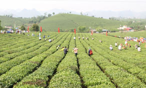 Xử lý dứt điểm tranh chấp đất đai tại các công ty nông, lâm nghiệp