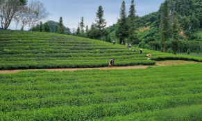 Dấu ấn từ mô hình nông lâm kết hợp