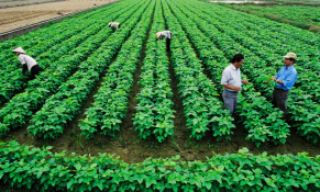 Doanh nghiệp tiếp sức cho nông nghiệp bứt phá 