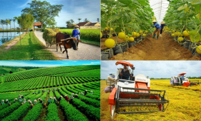 Hỗ trợ phát triển sản xuất nông nghiệp: Đảm bảo đúng đối tượng, đủ dinh dưỡng