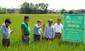 Lúa giảm phát thải, lợi nhuận của doanh nghiệp tăng