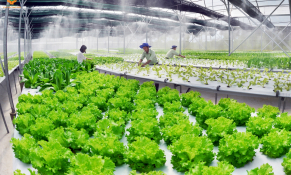 Nông nghiệp thông minh bắt đầu từ công nghệ số đến dòng vốn tín dụng