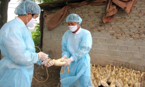 Cúm gia cầm lây sang người, Bộ Y tế ra công văn khẩn