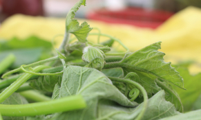 Tước 200kg rau bí đổ cho nhà hàng khắp Hà Nội, thu tiền triệu mỗi ngày