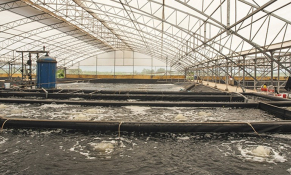 Bình Định quy hoạch Khu nông nghiệp nuôi tôm ứng dụng công nghệ cao hơn 370ha