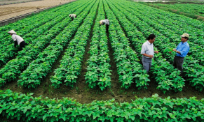 Đến năm 2025, nước ta sẽ có 300 hợp tác xã kiểu mới