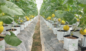 Kéo dài thời hạn miễn thuế sử dụng đất nông nghiệp