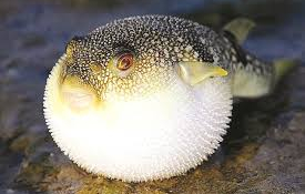 Khánh Hòa cho phép doanh nghiệp tư nhân xuất khẩu cá nóc