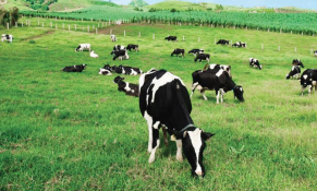 Cổ đông của Vilico “ngậm đắng, nuốt cay” nhìn Vinamilk “thâu tóm” Sữa Mộc Châu