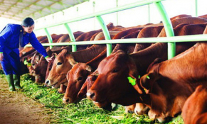 HNG tiếp tục bán công ty con cho Thaco