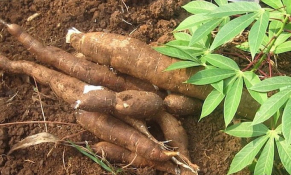 2 tháng đầu năm, xuất khẩu sắn và các sản phẩm sắn đạt hơn 250 triệu USD