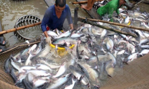 Đồng Tháp: Giá cá tra ở mức cao ngay từ đầu năm, người nuôi phấn khởi