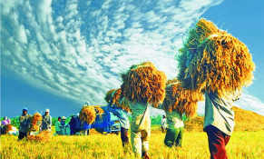 Dự kiến kế hoạch sản xuất lúa năm 2020 đạt 43,5 triệu tấn thóc