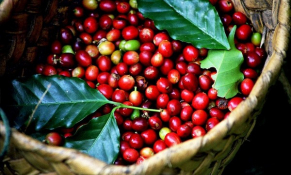 Giá cà phê thế giới liên tục ghi nhận ở mức cao lịch sử