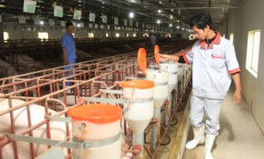 Giá heo hơi có nơi dưới 30.000 đồng/kg?