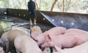 Giá heo hơi sẽ chạm mốc 45.000 đồng/kg trong tháng 8?