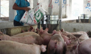 Giá heo hơi tăng Bộ trưởng cảnh báo khan hiếm, tích trữ ngay kẻo hết