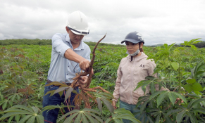 Giá sắn nguyên liệu tiếp tục tăng