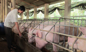 Khống chế được dịch tả châu Phi, giá thịt lợn bất đầu tăng mạnh