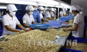 Ngành điều tìm giải pháp vượt qua khó khăn