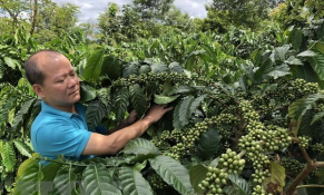 Thị trường nông sản tuần qua: Giá cà phê đi xuống, giá tiêu ổn định