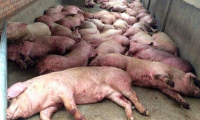 Thiệt hại lớn chưa từng có, đề xuất cấp đông thịt lợn dự trữ