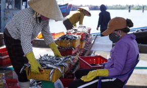 Tiêu thụ hải sản đình trệ, ngư dân lỗ nặng, tàu cá ngừng hoạt động