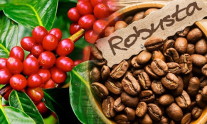 Trái ngược với thế giới, giá cà phê Robusta nội địa giảm sau khi liên tục tăng trong thời gian qua