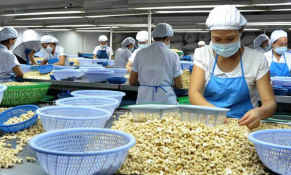 Chuỗi giá trị ngành điều Việt Nam cần được nâng cao bằng hình thức nào?