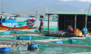 Khánh Hòa: Phấn đấu sản xuất hơn 6,54 tỷ con giống thủy sản trong năm 2021