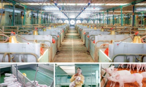 Kon Tum: Chi 110 tỷ đồng cho dự án trang trại chăn nuôi heo công nghệ cao