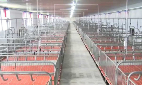 Nghệ An: Chấp thuận chủ trương xây dựng trang trại chăn nuôi heo công nghiệp hơn 170 tỷ đồng