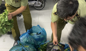 Cần Thơ: Hàng ngàn bao thuốc lá lậu ngụy trang dưới lớp rau xanh