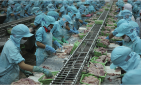 Hoạt động xuất khẩu thủy sản 6 tháng đầu năm đang có những dấu hiệu tích cực