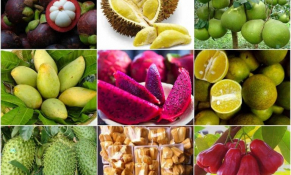 Cơ hội giao thương trực tuyến nông sản thực phẩm và bao bì tại Algeria