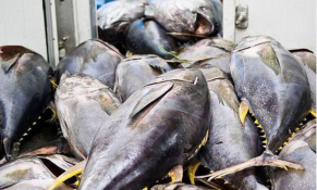 Israel là thị trường tiềm năng về nhập khẩu cá ngừ của Việt Nam