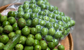 22 tấn quả sấu đông lạnh Việt Nam được bày bán giá cao tại Australia