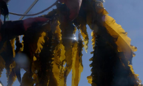 Công nghệ trồng tảo bẹ để hút carbon từ không khí